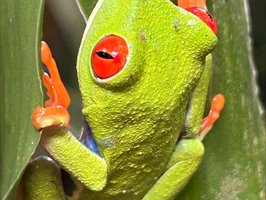 Red-eyed tree frog on a leaf in the rainforest