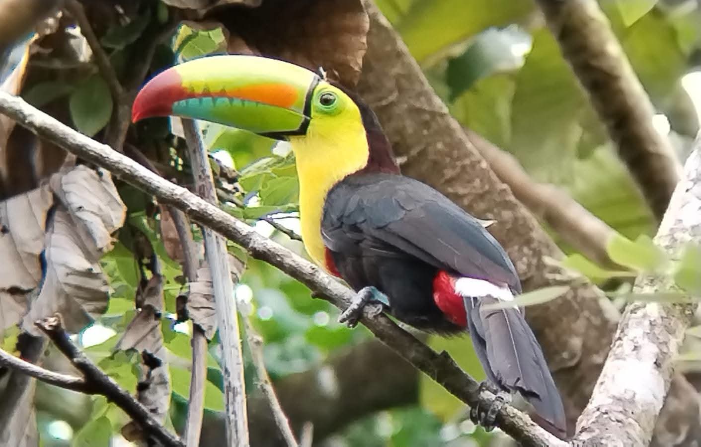 Full-Day Volcano, Hot Springs & Rainforest photo 6