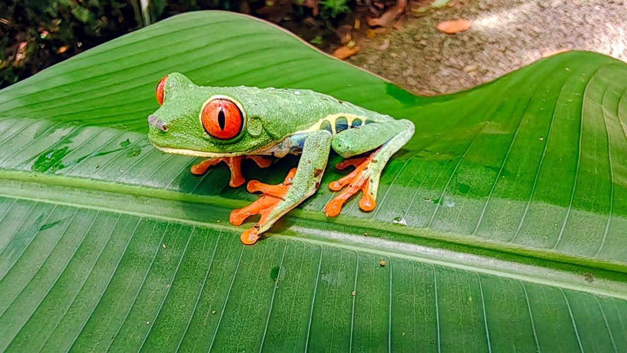 Full-Day Volcano, Hot Springs & Rainforest