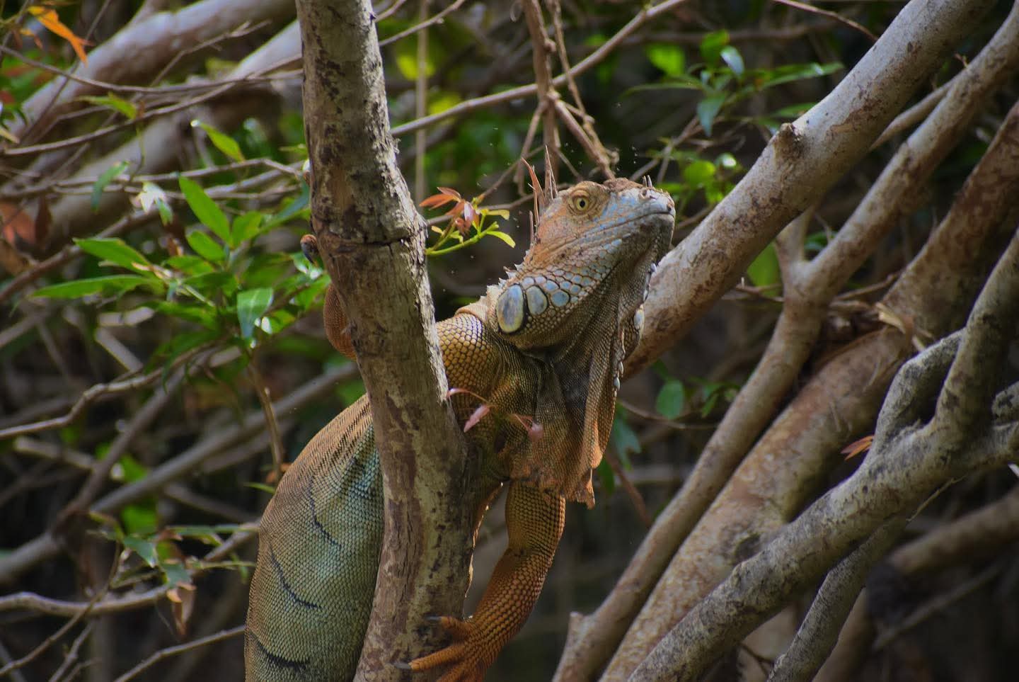 Wildlife Safari & Rainforest Sloth Expedition photo 3