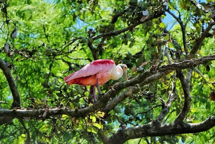 Wildlife Safari & Rainforest Sloth Expedition photo 7