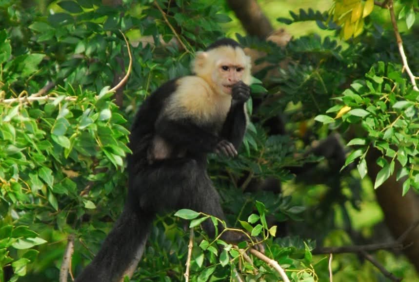 Wildlife Safari & Rainforest Sloth Expedition photo 2