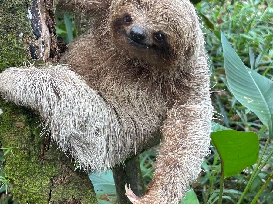 Three-toed sloth resting in a tree in Guanacaste